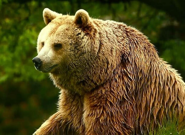 Unedited Footage of a Bear